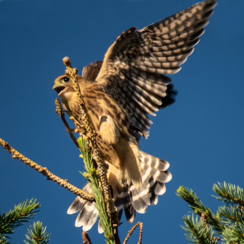 American Kestrel 1