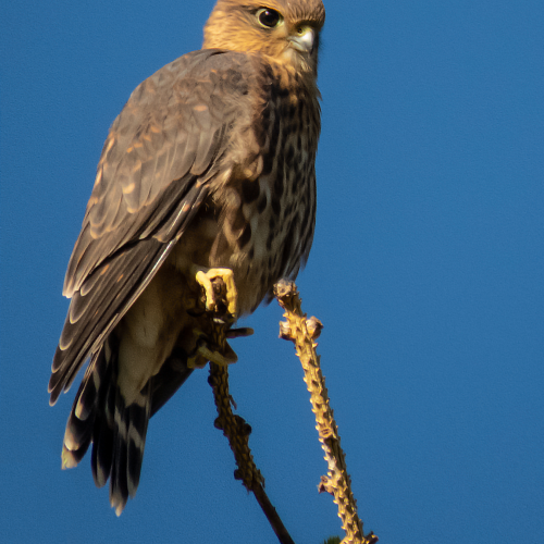 American Kestrel 2