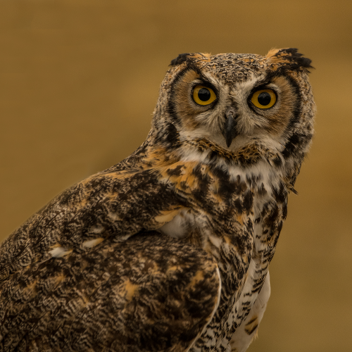 Great Horned Owl 1