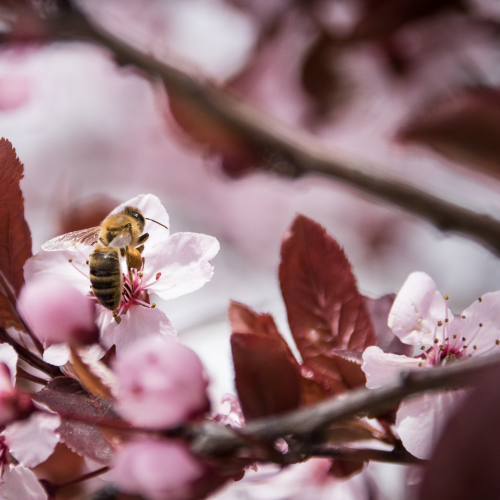 Blossoms
