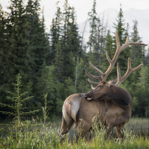 Grazing Elk