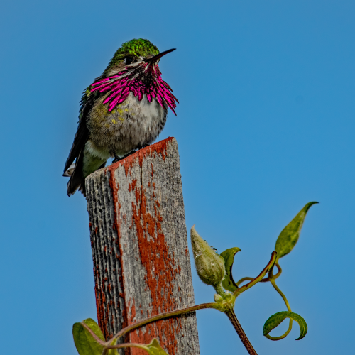 Male Calliope Hummingbird Displaying 2