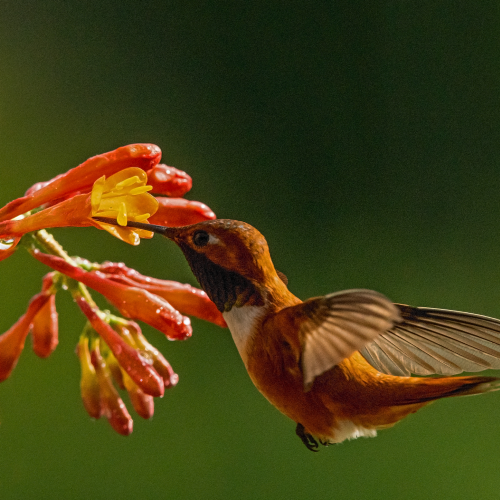 Male Rufous Hummingbird Feeding 1