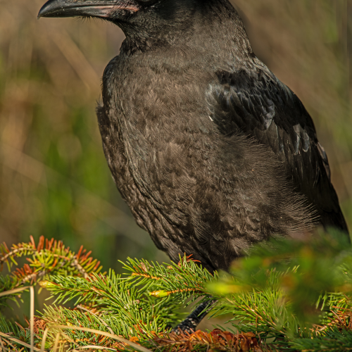 Newly Fledged Raven 3