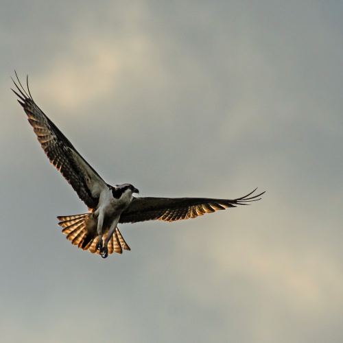 Osprey 1
