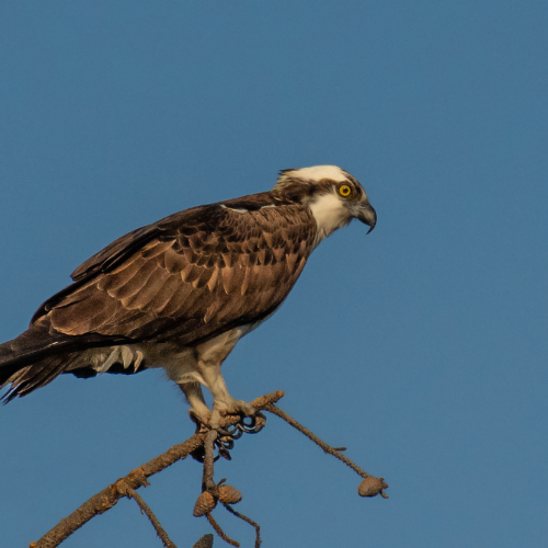 Osprey 4