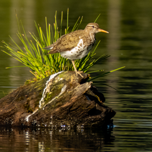 Spotted Sandpiper 1