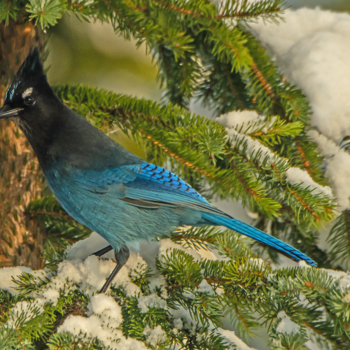 Steller's Jay 1