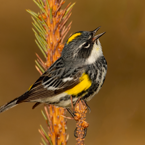 Yellow-rumped Warbler 1