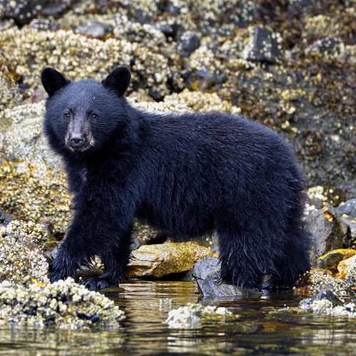 Curious Cub