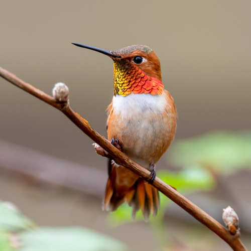 Rufous Hummingbird Portrait