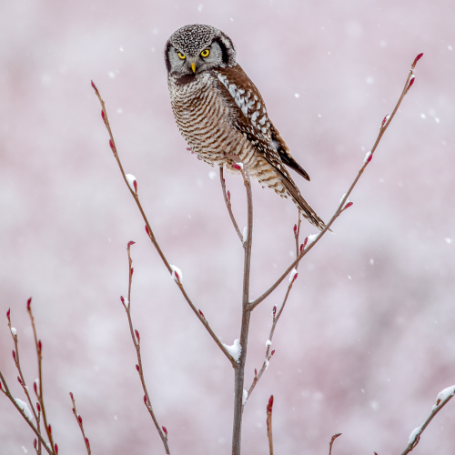 Owl in Pink Snow