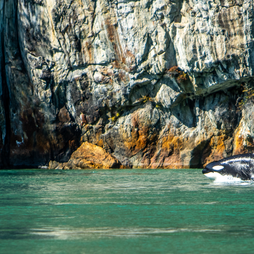 Orca in Toba Inlet