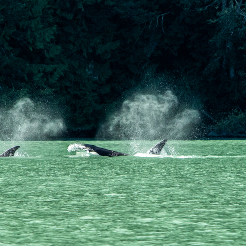 Transient Orca Pair