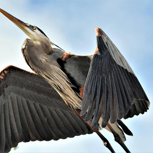 Great Blue Heron   CLOSE  APPROACH