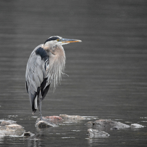 Great Blue Heron Resting on Rocks