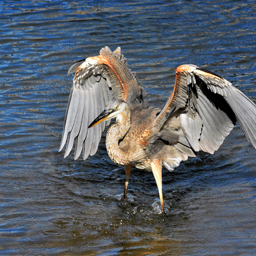 Great Blue Heron Landing