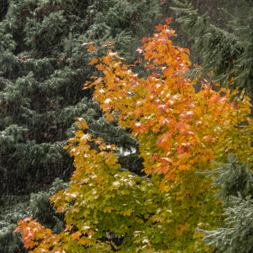 Early Fall Snow 1