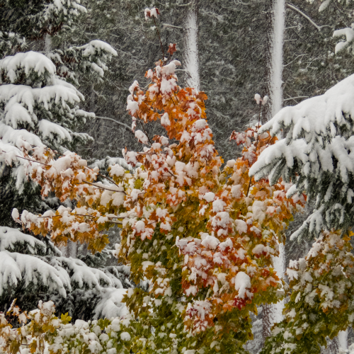 Early Fall Snow 2