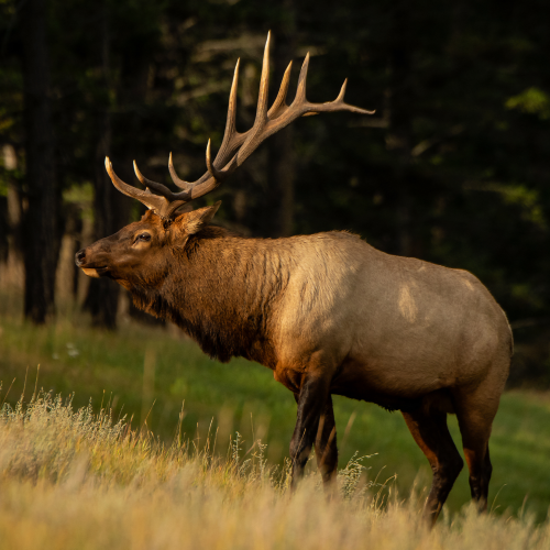 Autumn Bull Elk 2