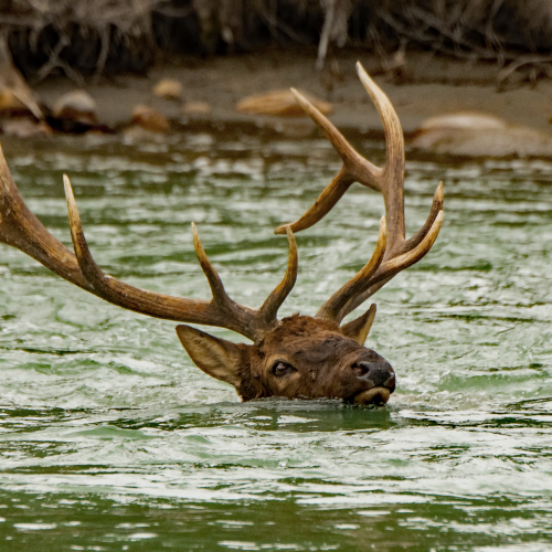Autumn Bull Elk 51