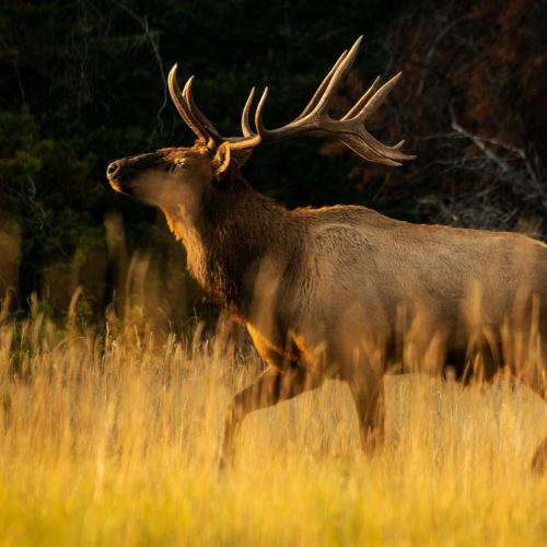 Autumn Bull Elk 42