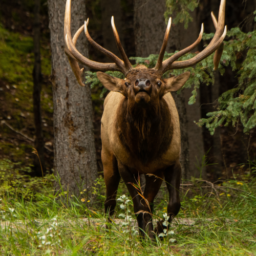 Autumn Bull Elk 38