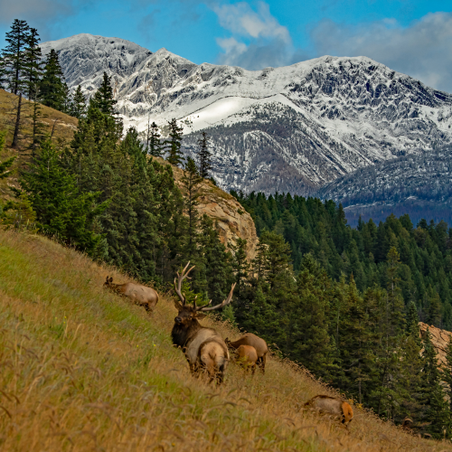 Autumn Bull Elk 59