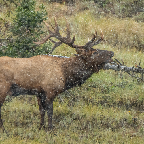 Bull Elk Snow 2