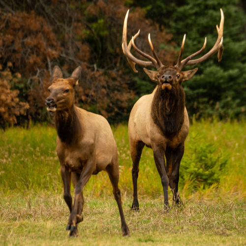 Bull And Cow Elk 6