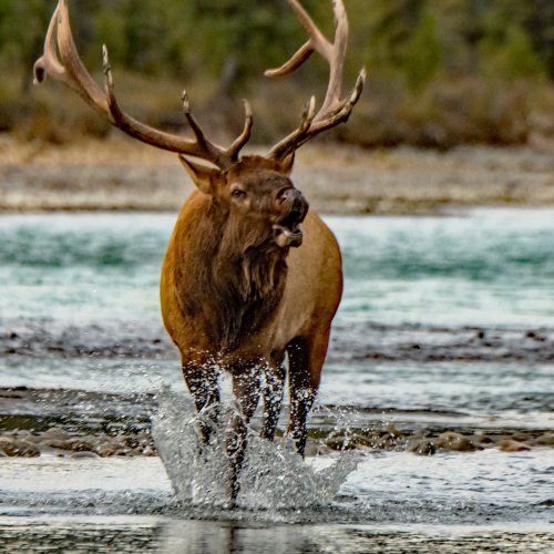 Bull Elk Bugling 21
