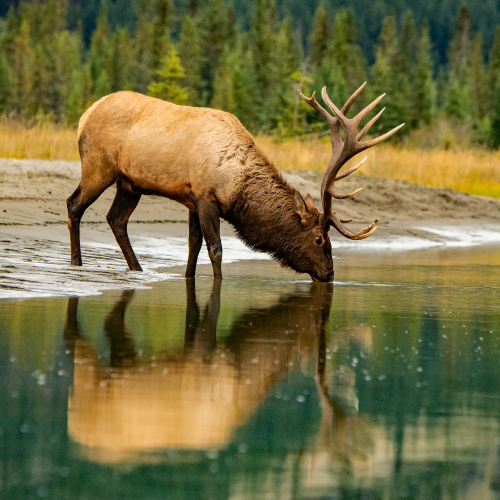 Bull Elk Drinking 2