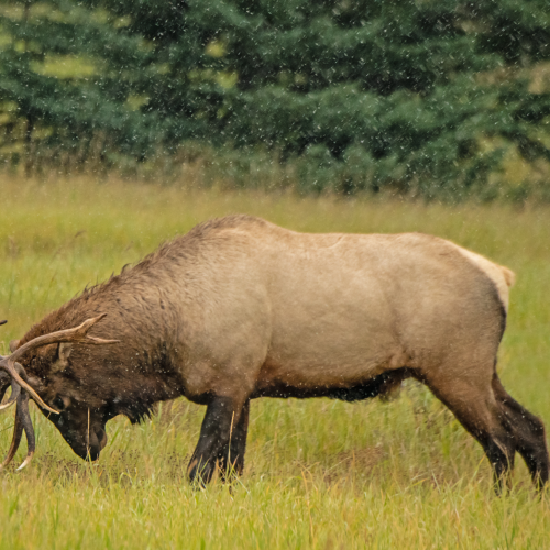 Bull Elk Sparring 2