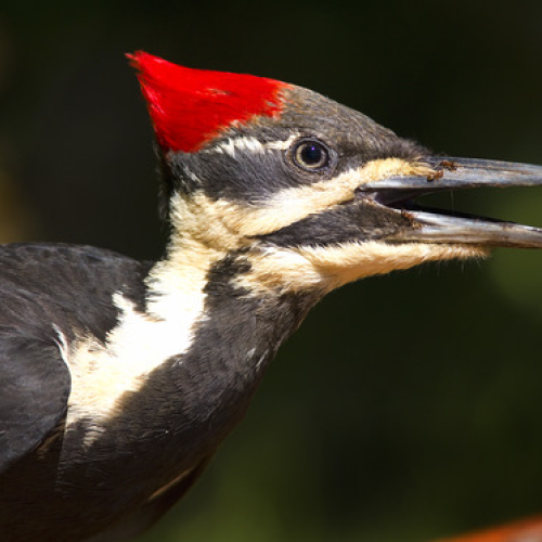 Pileated Woodpecker with lot of carpenter ants