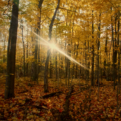 A Morning Glow