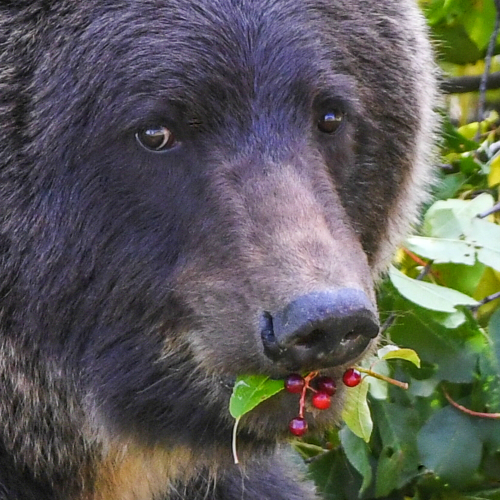 Bear Berries