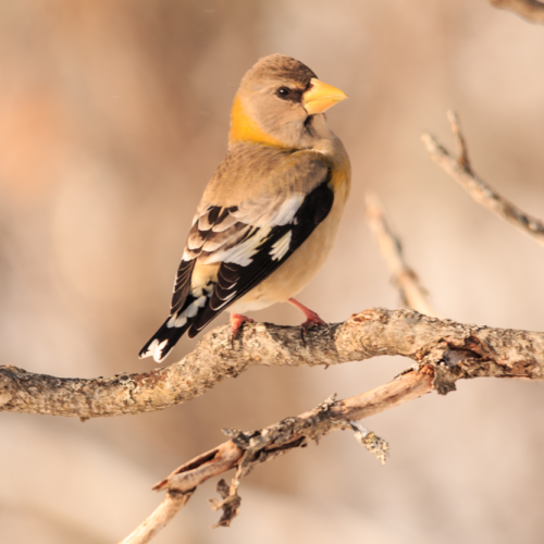 Female Grosbeak