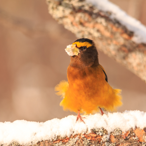 a Taste of Winter