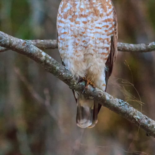 Broad Winged Hawk