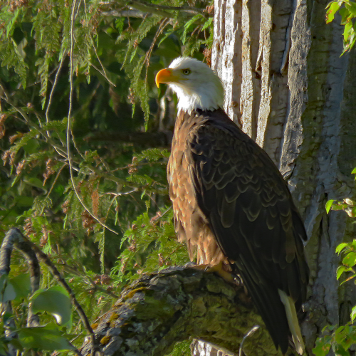 Bald eagle 3