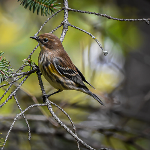Warbling My Way South