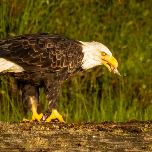 Bald eagle With Fish 4
