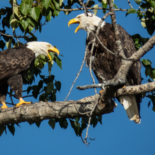 Bald eagles 1