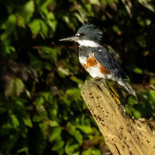 Female Kingfisher 4