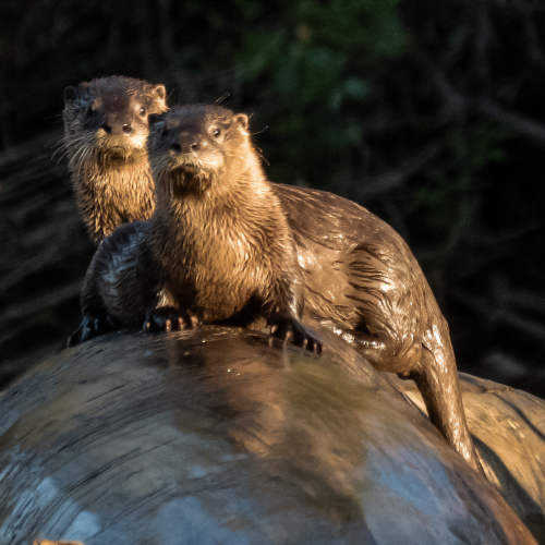 River Otters 1