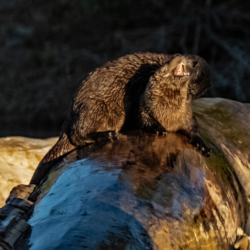 Young River Otters Playing 2