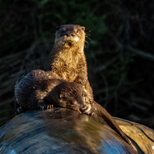 River Otters 2