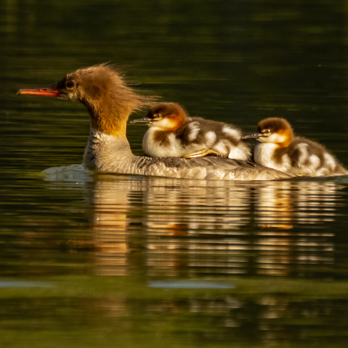Common Merganser With Young 4