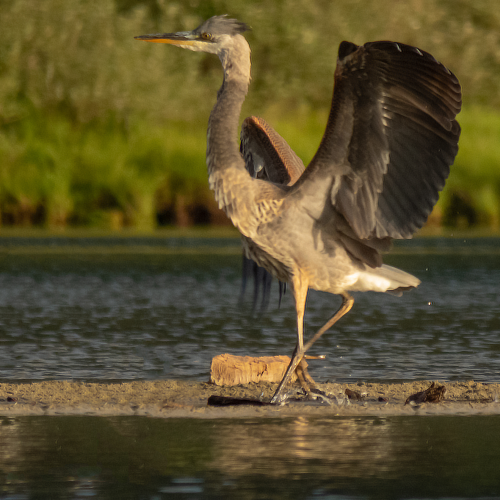 Great Blue Heron 3