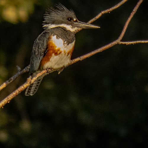 Female Belted Kingfisher 4